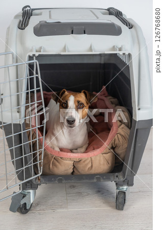 Jack Russell Terrier Dog in Pet Travel Box.  126768680