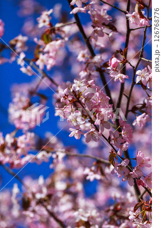 Blooming sakura tree with pink petals, springtime background, close-up 126768776