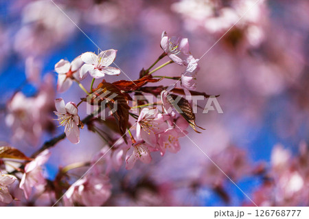 Blooming sakura tree with pink petals, springtime background, close-up 126768777
