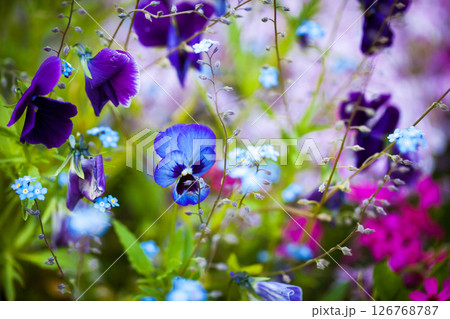 Beautiful soft forget-me-nots and violet pansies in green grass on a sunny day, soft focus 126768787