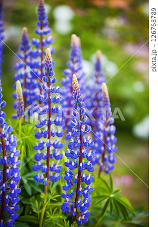 Purple lupine or Lupinus polyphyllus, blooming in ornamental garden, blurred background, selective focus, close-up. Purple lupine or Lupinus polyphyllus, blooming in ornamental garden, blurred background, selective focus, close-up. 126768789