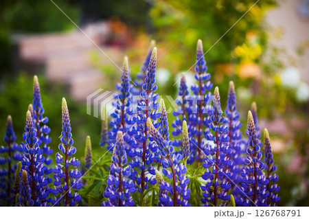 Purple lupine or Lupinus polyphyllus, blooming in ornamental garden, blurred background, selective focus, close-up. Purple lupine or Lupinus polyphyllus, blooming in ornamental garden, blurred background, selective focus, close-up. 126768791