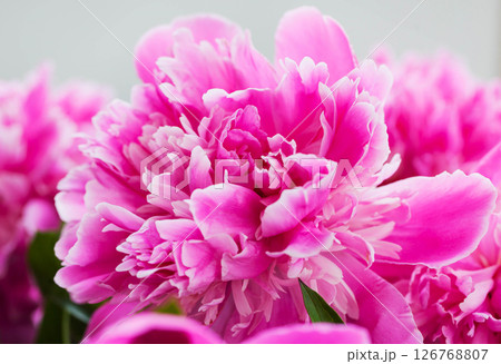 Close up of pink purple peony flowers 126768807