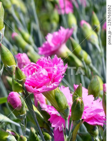 Close-up of many small delicate bright pink carnation flowers Dianthus caryophyllus in garden on sunny summer day, beautiful floral background outdoors 126768862