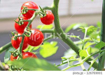 収穫間近　ベランダ栽培のトマト 126769001