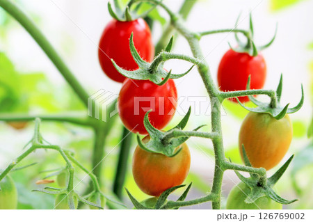 赤く熟していくミニトマトのアップ 126769002