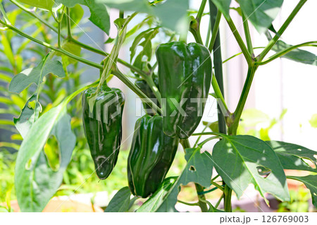 ベランダ栽培で育てた収穫間近の立派なピーマン 126769003