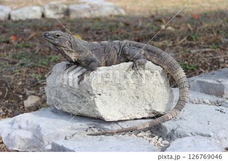 青い海と純白の砂で世界中から愛されるメキシコ随一リゾート、カンクン！オールインクルーシブホテル宿泊 126769046