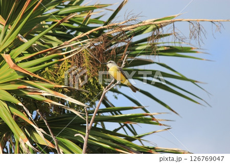 青い海と純白の砂で世界中から愛されるメキシコ随一リゾート、カンクン!オールインクルーシブホテル宿泊 青い海と純白の砂で世界中から愛されるメキシコ随一リゾート、カンクン!オールインクルーシブホテル宿泊 126769047