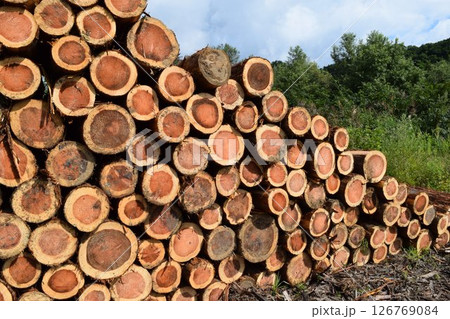 切り出された杉の丸太 山形県庄内 切り出された杉の丸太 山形県庄内 126769084