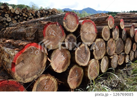 切り出された杉の丸太 山形県庄内 切り出された杉の丸太 山形県庄内 126769085