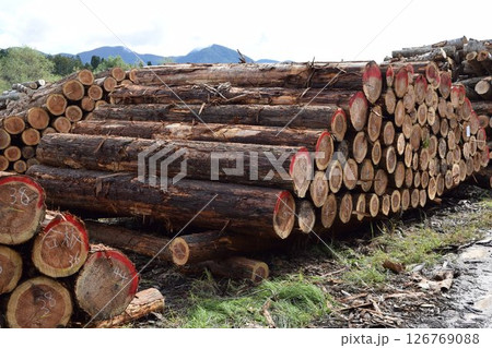 切り出された杉の丸太 山形県庄内 切り出された杉の丸太 山形県庄内 126769088