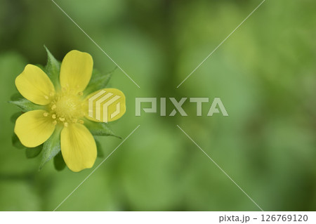 ヘビイチゴ 126769120