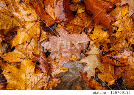 Close-up of wet autumn leaves in shades of orange, brown, and yellow scattered on the ground. Rust tones, natural textures, organic palette, seasonal color inspiration.. Close-up of wet autumn leaves in shades of orange, brown, and yellow scattered on the ground. Rust tones, natural textures, organic palette, seasonal color inspiration.. 126769155