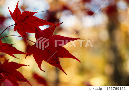 Vibrant red maple leaves in sharp focus with a softly blurred golden forest background. Natural tones, color psychology, visual branding inspiration, autumn identity.. 126769161