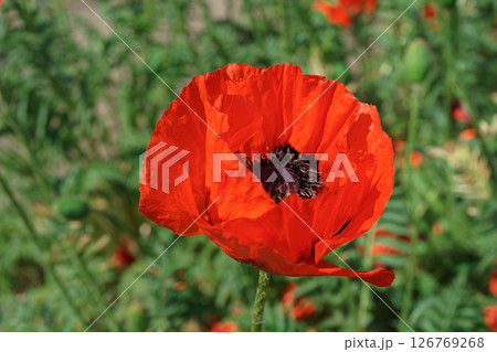 Red poppy, papaver flower blossom on wild field or meadow, green grass. Nature, floral background 126769268
