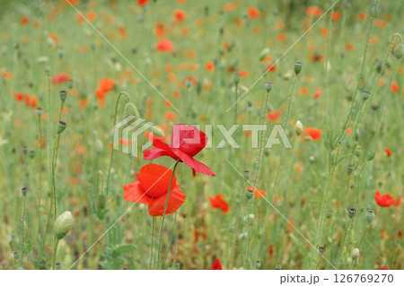 Red poppies, papaver flowers blossom on wild field, meadow in green grass. Nature, floral background Red poppies, papaver flowers blossom on wild field, meadow in green grass. Nature, floral background 126769270