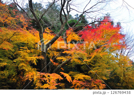 くらがり渓谷の紅葉 126769438