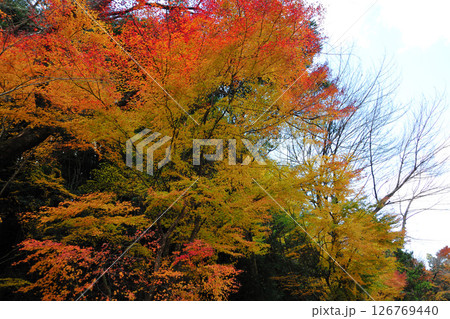くらがり渓谷の紅葉 126769440