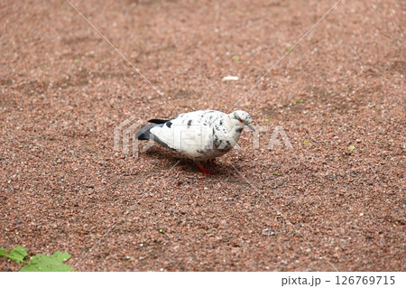 A Unique Pigeon Featuring Distinctive Feather Patterns Found in a Beautiful Natural Setting A Unique Pigeon Featuring Distinctive Feather Patterns Found in a Beautiful Natural Setting 126769715