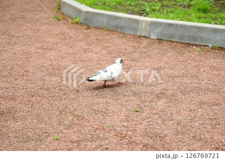 A graceful urban pigeon strolls elegantly on a gravel path amidst a beautiful park setting A graceful urban pigeon strolls elegantly on a gravel path amidst a beautiful park setting 126769721