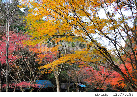 くらがり渓谷の紅葉 126770183