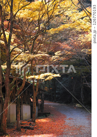 くらがり渓谷の紅葉 126770193