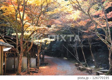 くらがり渓谷の紅葉 126770195