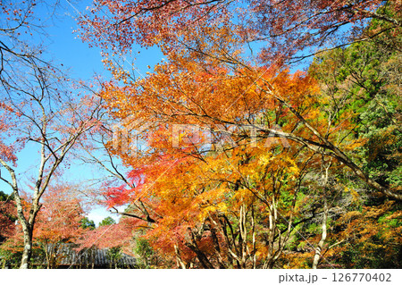 くらがり渓谷の紅葉 126770402