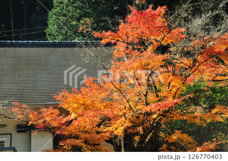 くらがり渓谷の紅葉 126770403