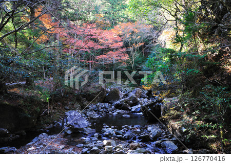 くらがり渓谷の紅葉 126770416