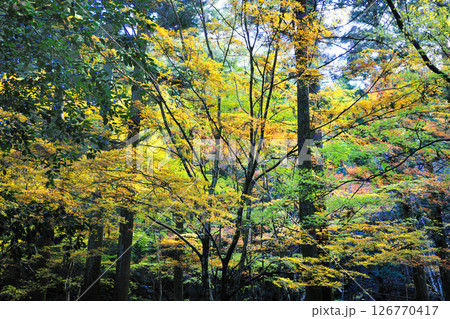 くらがり渓谷の紅葉 126770417
