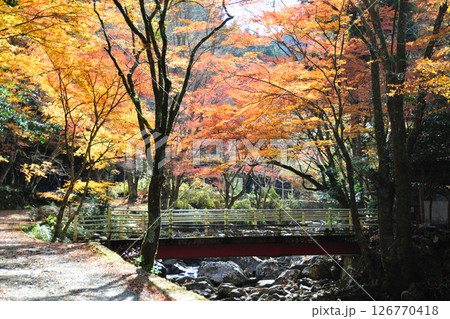 くらがり渓谷の紅葉 126770418