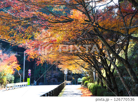 くらがり渓谷の紅葉 126770536