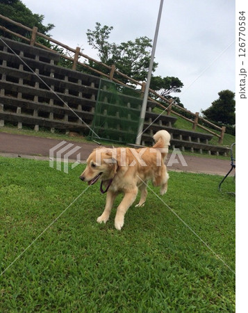 動物、ペット、犬、自然、屋外、風景、かわいい、哺乳類、芝生、公園、緑、可愛い、散歩 126770584