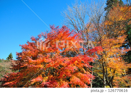 くらがり渓谷の紅葉 126770616