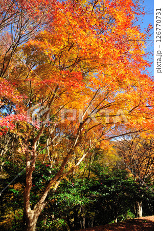 くらがり渓谷の紅葉 126770731
