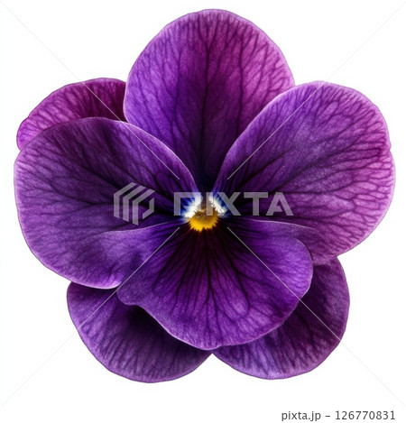 Isolated Deep Purple Violet Flower with Rich Petals on White Background 126770831