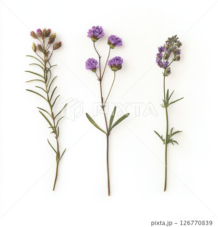 Charming Wildflower Prints with Nostalgic Touch for Decor and Design 126770839