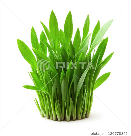 Vibrant Green Grass with Natural Glow on a Bright Background 126770845