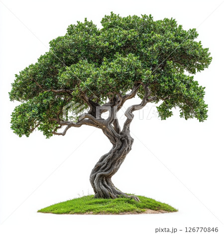 Twisted Trunk Tree with Sparse Dark Green Leaves on Grass Base 126770846