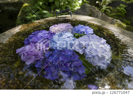 潤う紫陽花 126771047