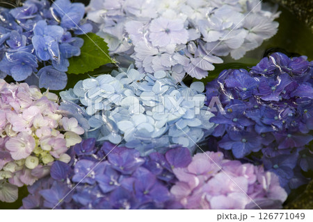 彩の水中花 126771049