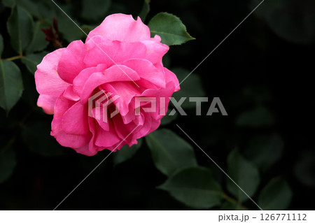 多くの人々の心を癒す色とりどりに咲き誇るバラの花たち 126771112