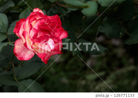 多くの人々の心を癒す色とりどりに咲き誇るバラの花たち 多くの人々の心を癒す色とりどりに咲き誇るバラの花たち 126771133