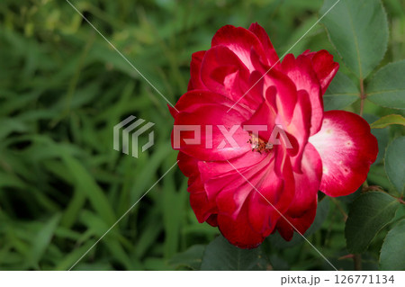 多くの人々の心を癒す色とりどりに咲き誇るバラの花たち 多くの人々の心を癒す色とりどりに咲き誇るバラの花たち 126771134