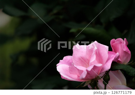 多くの人々の心を癒す色とりどりに咲き誇るバラの花たち 126771179