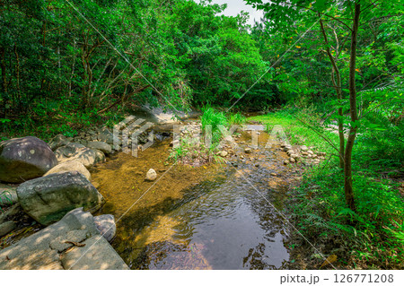 石垣島のジャングルに流れる静かな清流の風景 126771208