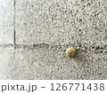 アスファルトを這う静かな命の瞬間　カタツムリ　横 126771438