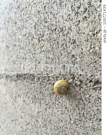 アスファルトを這う静かな命の瞬間　カタツムリ　縦 126771439